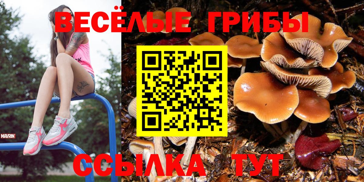 Псилоцибиновые грибы мицелий  Вход с VPN  Котовск  Псилоцибиновые грибы мицелий 